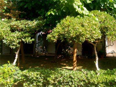 Φώτο Κήπος Διαμερισμάτων #5