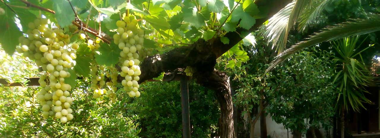 Ενοικιαζόμενα Δωμάτια Αίγιο Slide #4